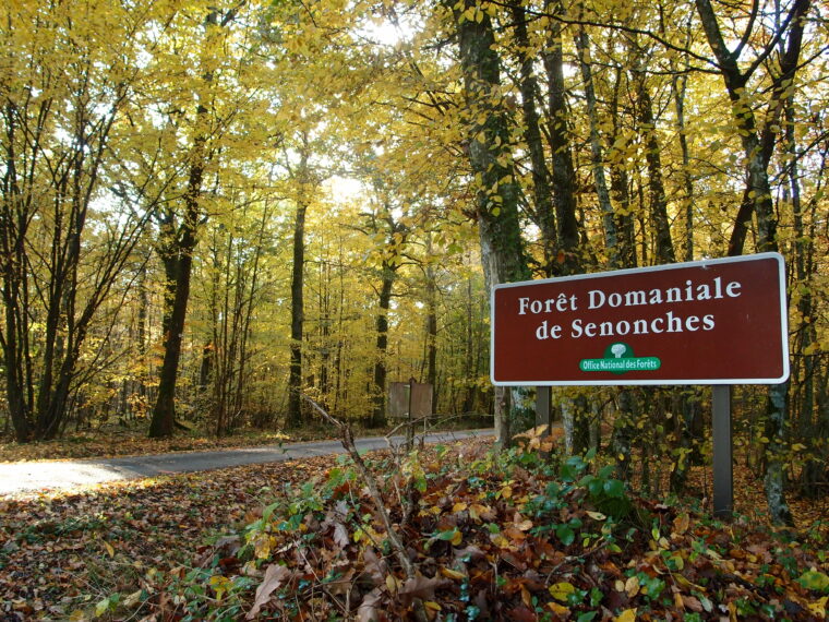 forêt domaniale de Senonches