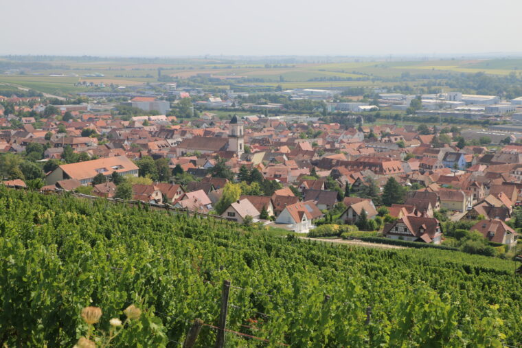 Vue depuis le vignoble