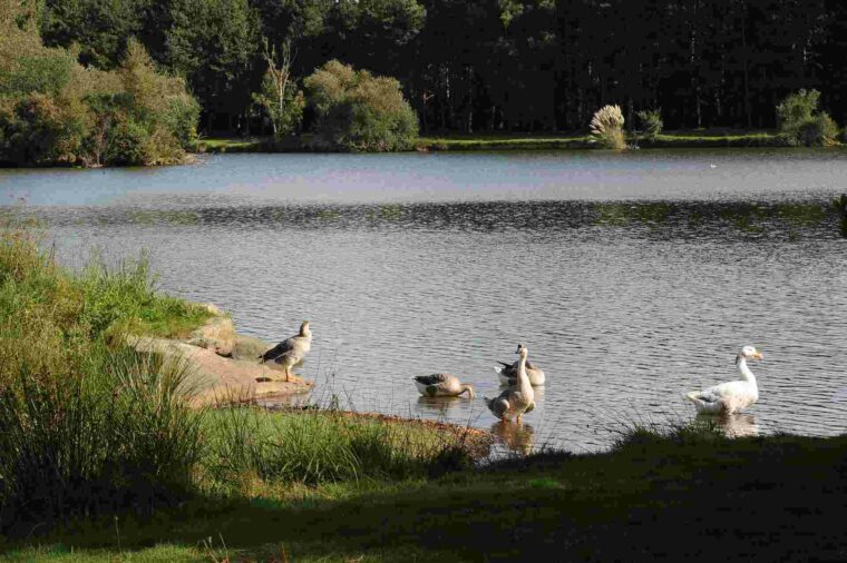 Étang et base de loisirs de Réguiny
