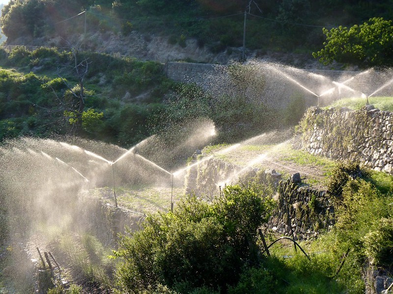 Oignons doux des Cévennes