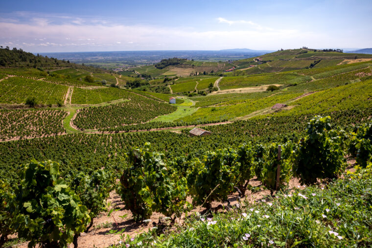 Paysages et vignobles