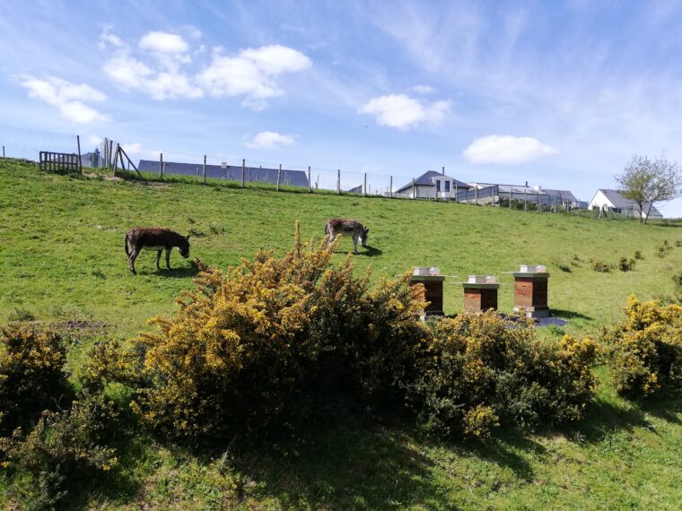 Rucher et Ecopaturage