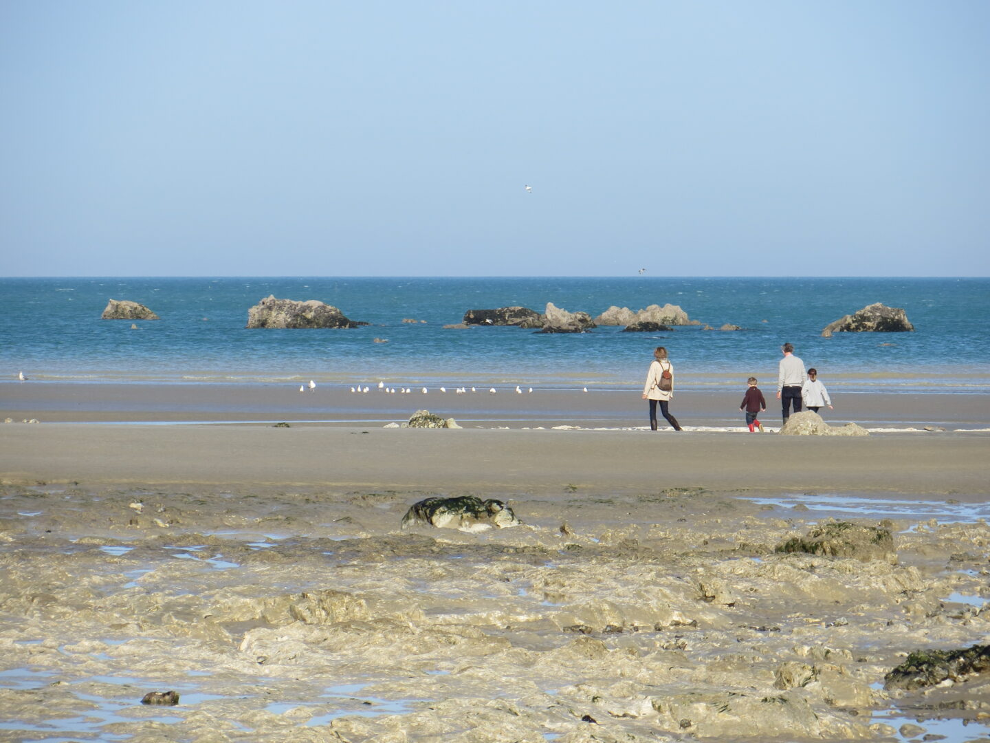 A la recherche des algues à marée basse