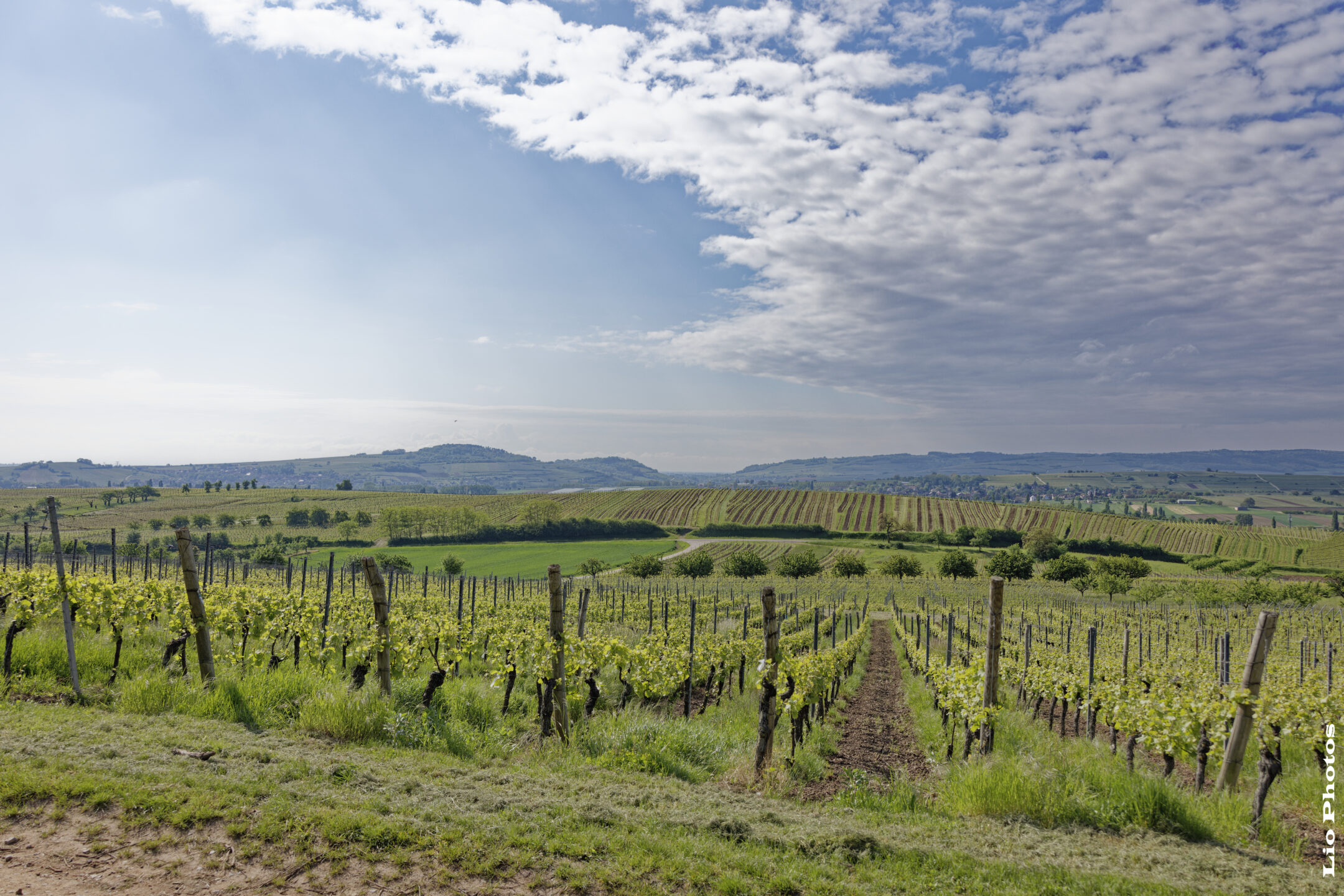 Vignoble de Marlenheim