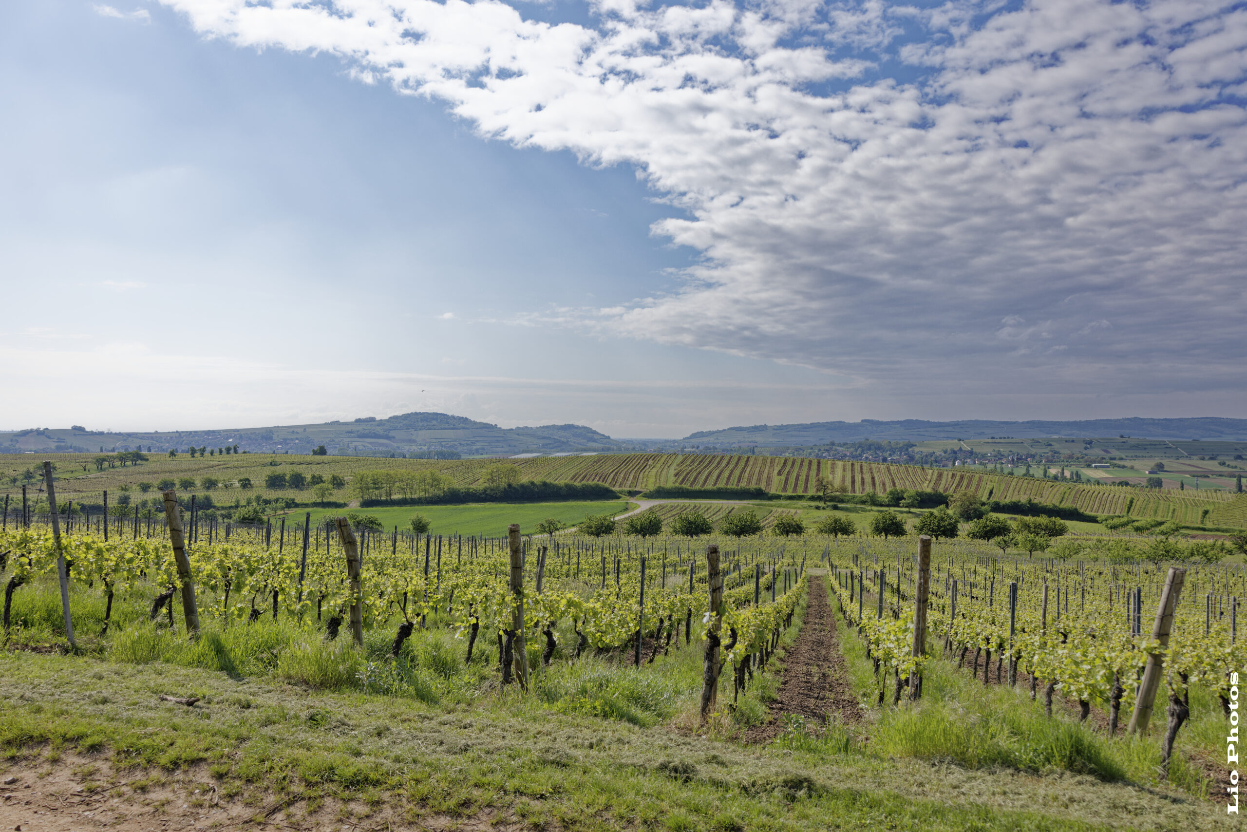 Vignoble de Marlenheim