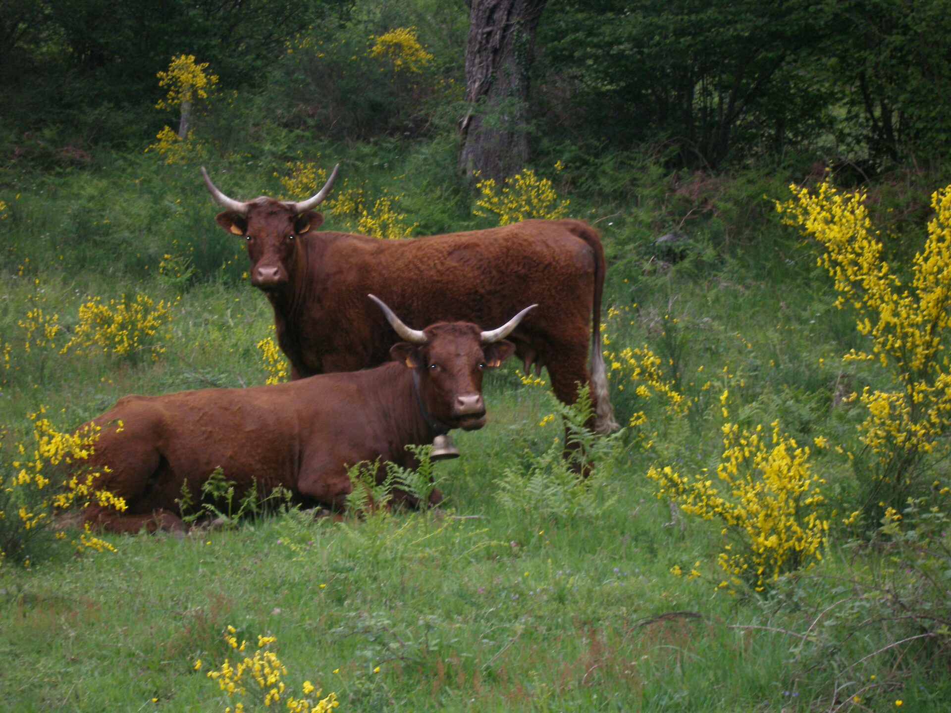 La vache emblématique du Cantal à l'honneur