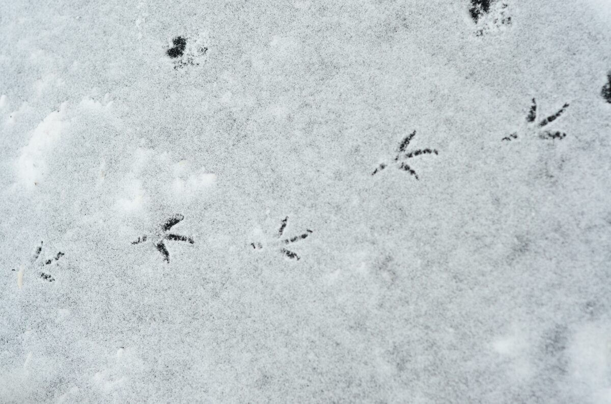 Jeux nature en hiver : comment sensibiliser les enfants en s’amusant ?